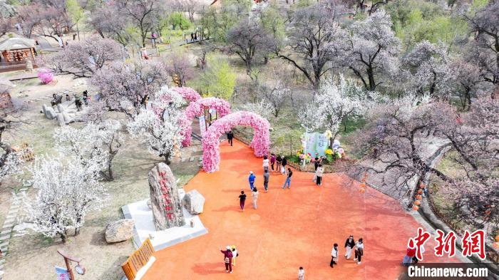 400年“红杏遗村”旅游热：阴山脚下“杏”福满园