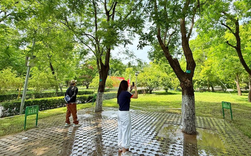 实地探访地坛公园：有网友坐高铁来打卡“余华铁生友谊树”